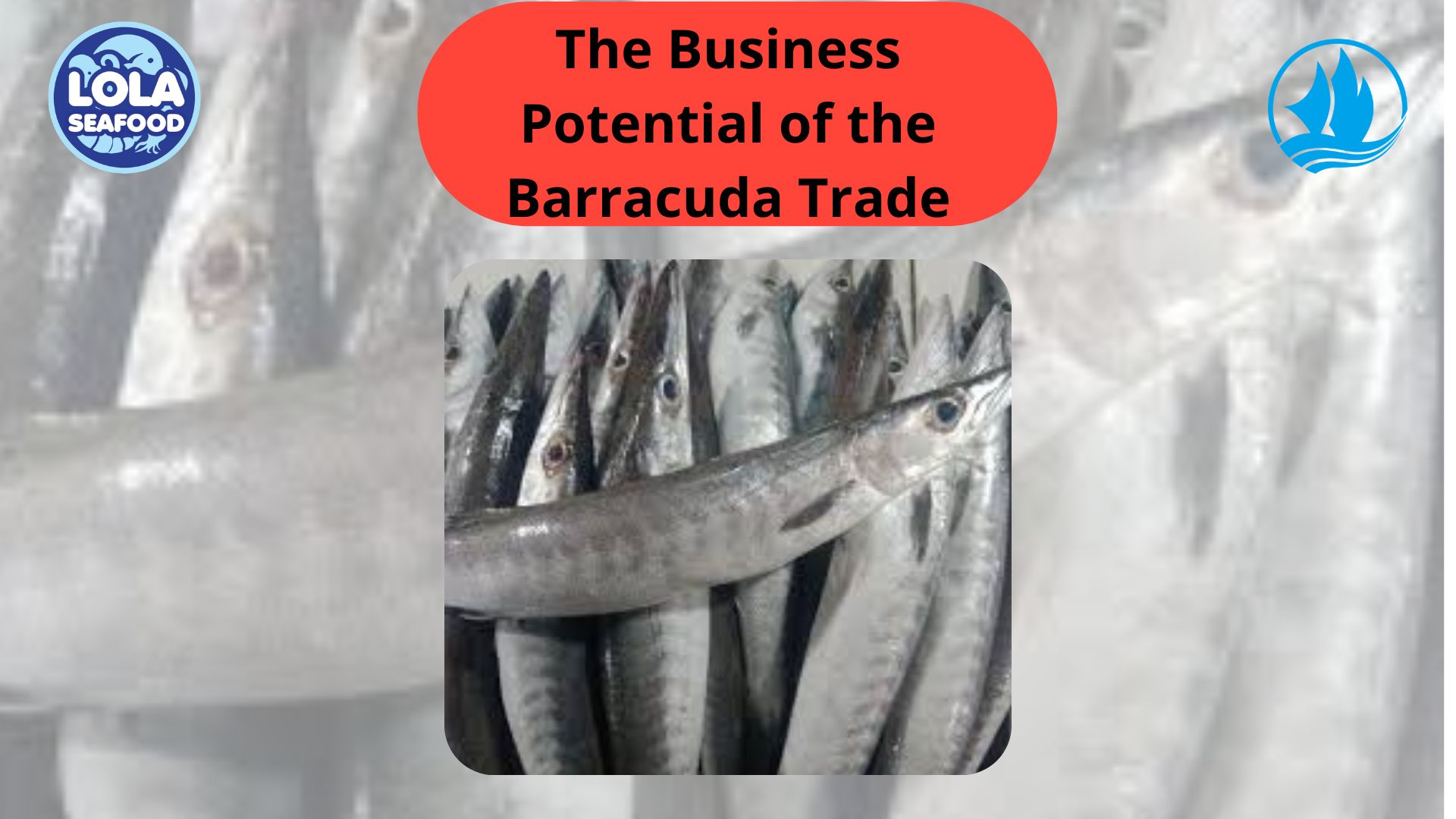 The Business Potential of the Barracuda Trade